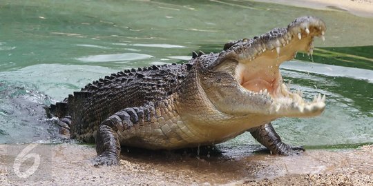 Lagi, pemancing di Banyuasin tewas diterkam buaya muara