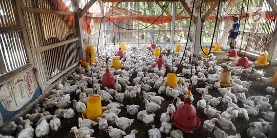 Ternyata ini dia penyebab harga ayam yang melambung