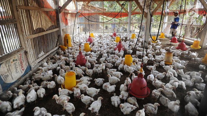 harga ayam naik