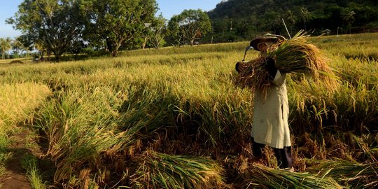 Jeritan petani sawit: Hemat-hemat makan, bayar sekolah tak mampu