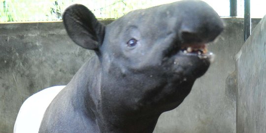 BBKSDA Riau evakuasi tapir yang terjebak dalam lobang sanitasi
