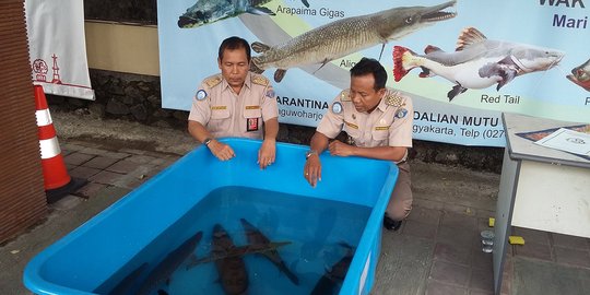 Warga serahkan 20 ikan berbahaya ke BKIPM DIY