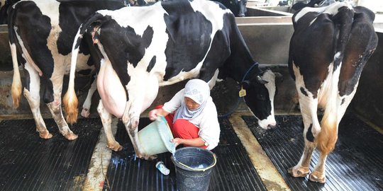 Aturan setingkat Perpres diperlukan untuk genjot produksi susu nasional