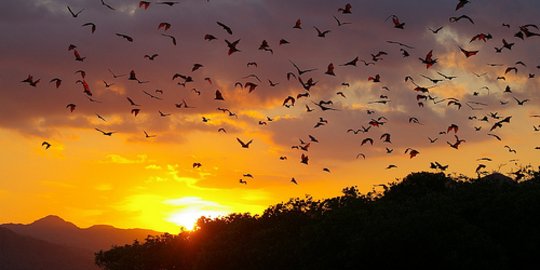 Kebakaran di Gili Lawa, pelaku diduga penumpang Kapal Indonesia Juara