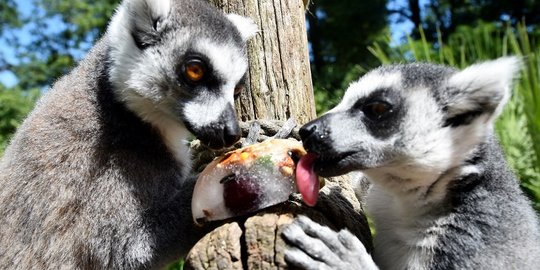 Udara panas landa Eropa, hewan di kebun binatang makan makanan beku