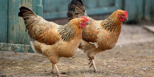 Peternak ayam keluhkan biaya produksi naik akibat pelarangan antibiotik pada pakan