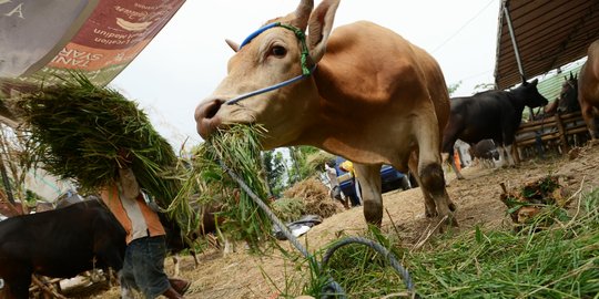 Berat lebih dari 1 ton, dua sapi kurban milik Jokowi berasal dari Agam