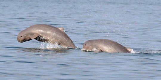 Musim kemarau, satwa langka pesut Mahakam berenang ke perairan hulu Mahakam
