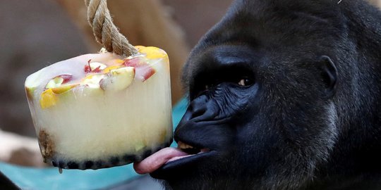 Reaksi lucu gorila saat menjilati es krim