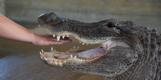 Rayakan kelulusan, mahasiswi Texas foto bersama aligator