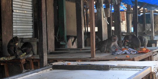 Musim kemarau, kawanan monyet liar serbu pasar di Bogor