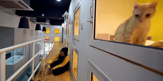 Nyamannya hotel kucing berbintang lima di Malaysia