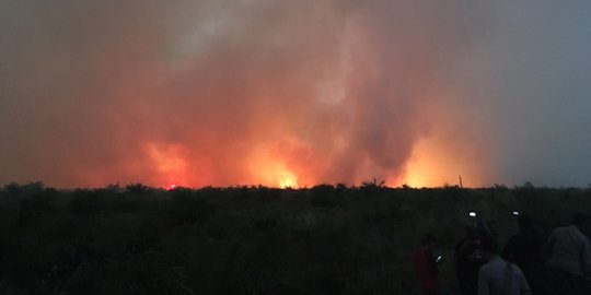 Lahan seluas satu hektare di Kabupaten Paser diduga sengaja dibakar