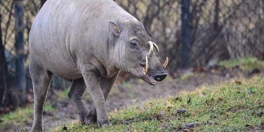 15 binatang paling aneh dan tempat untuk menemukan mereka