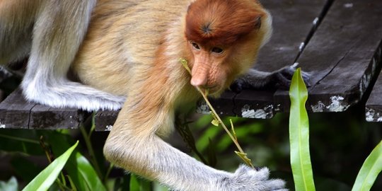 15 binatang paling aneh dan tempat untuk menemukan mereka