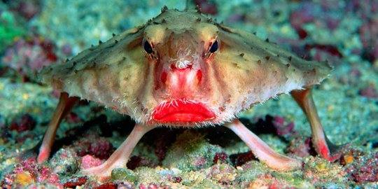 batfish