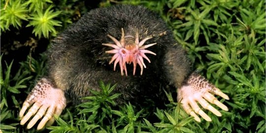 mole rev5