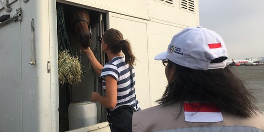 17 Kuda dari Belgia untuk Asian Games tiba di Bandara Soekarno-Hatta