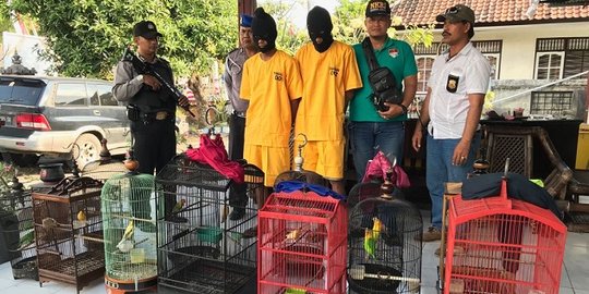 Curi Burung, Ahmad Rofik dan Hendra ditangkap polisi