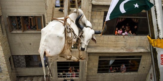 Begini cara warga Pakistan turunkan sapi dari atap gedung