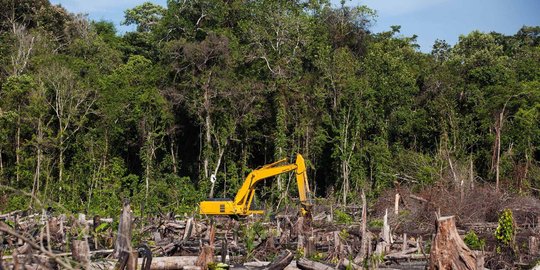 Perusahaan di Inhu diduga rambah hutan lindung jadi perkebunan sawit