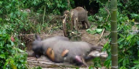 Retno, gajah jinak di Conservation Respon Unit Mila tewas