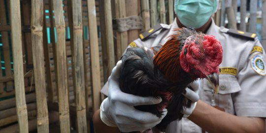 Flu burung mewabah di Malaysia, Kementan larang pemasukan unggas dan produknya