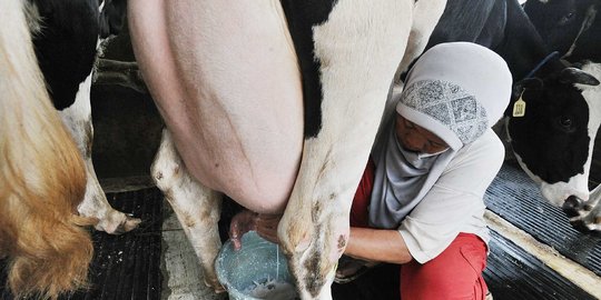 Perpres diperlukan guna atur rasio impor susu