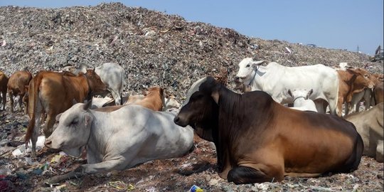 Diternak di TPA, sapi pemakan sampah boleh dikonsumsi asal penuhi syarat ini