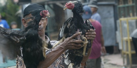 Kementan larang produk unggas asal Malaysia masuk ke Indonesia