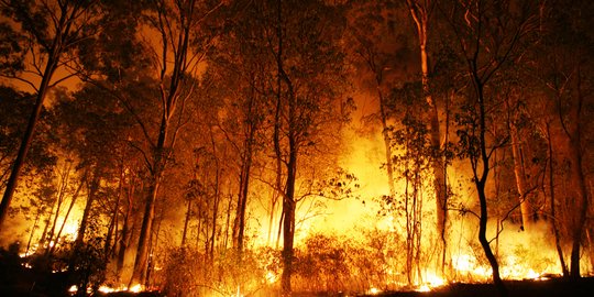 Kawasan hutan wisata Kamojang Gunung Guntur terbakar