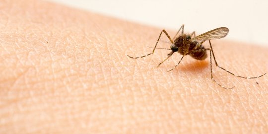 mengisap darah penderita hivaids rev2