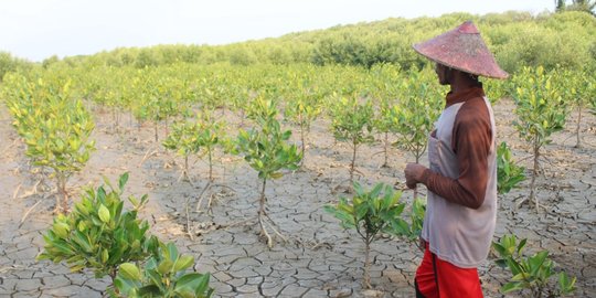 Kisah Nurhusen tanam 5 ribu mangrove atasi abrasi