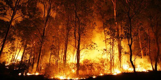 Kebakaran hutan Gunung Guntur capai 8 hektare