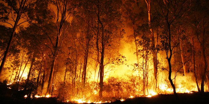 Hasil gambar untuk kebakaran hutan