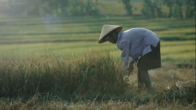 menteri pertanian di ladang jagung