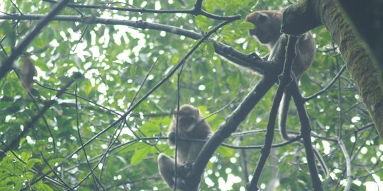 Kekeringan landa Jateng, kera ekor panjang turun gunung cari makan