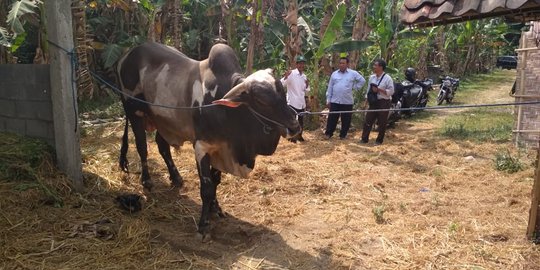 Jokowi sumbang sapi kurban seberat 900 kg untuk warga Sleman