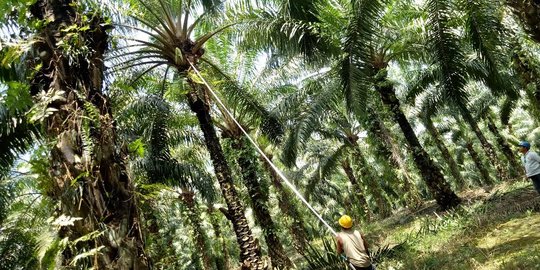 BPDPKS siap bantu capai target peremajaan kelapa sawit