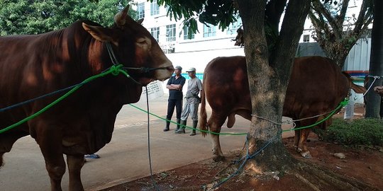Mabes Polri kurban 29 ekor sapi