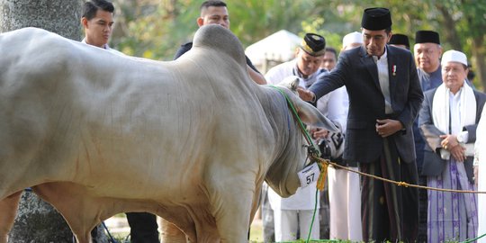 Penampakan sapi 1,4 ton yang dikurbankan Jokowi di Cibinong