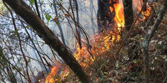 Hutan di Gunung Lawu terbakar, jalur pendakian ditutup