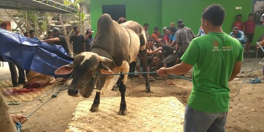 Perlu 30 orang untuk robohkan sapi kurban dari Presiden Jokowi