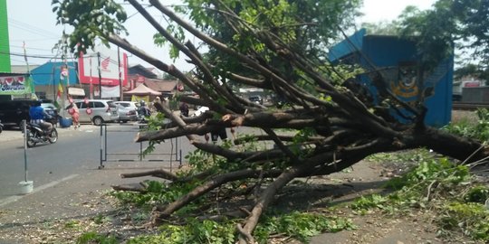 Pohon tumbang timpa dua sepeda motor, tiga orang terluka