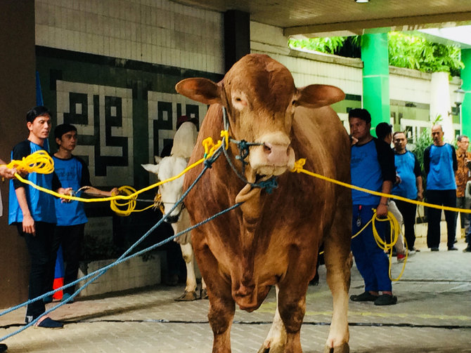 sapi jokowi untuk muhammadiyah