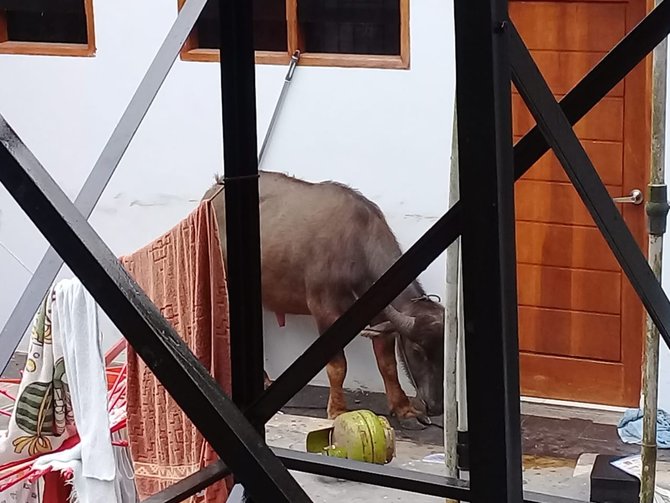 kerbau kurban mengamuk didalam rumah