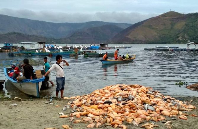 jutaan ikan di danau toba tiba tiba mati