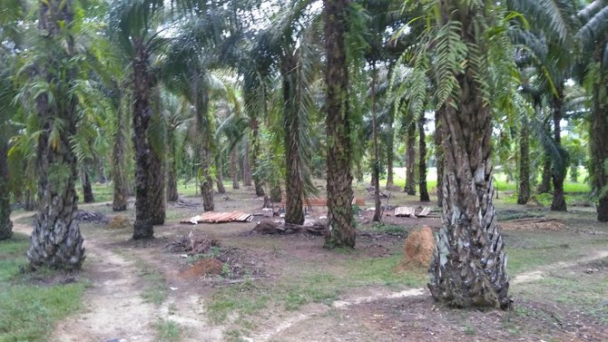 rumah dan kebun sawit milik anggota dprd langkat bandar sabu