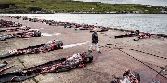 Sadisnya ratusan paus dibantai di Pulau Faroe