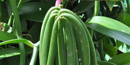 indonesia penghasil rempah-rempah termahal dunia, ini daftarnya
